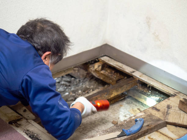 Best Preventive Mold Services in Charlestown, IN