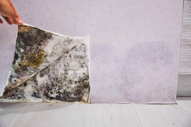 Best Localized Mold Remediation (e.g., coastal areas, humid climates) in Charlestown, IN